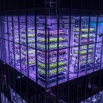 Vertical Farming: Technology Solving the Food Crisis