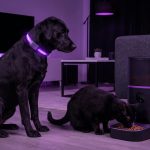 Pet Tech: GPS Trackers and Automatic Feeders